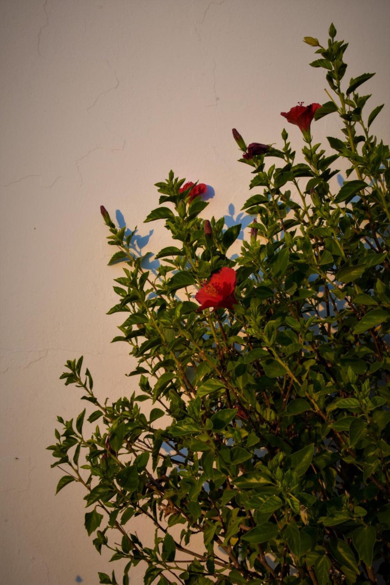 Maniati Appartement Áyios Pétros